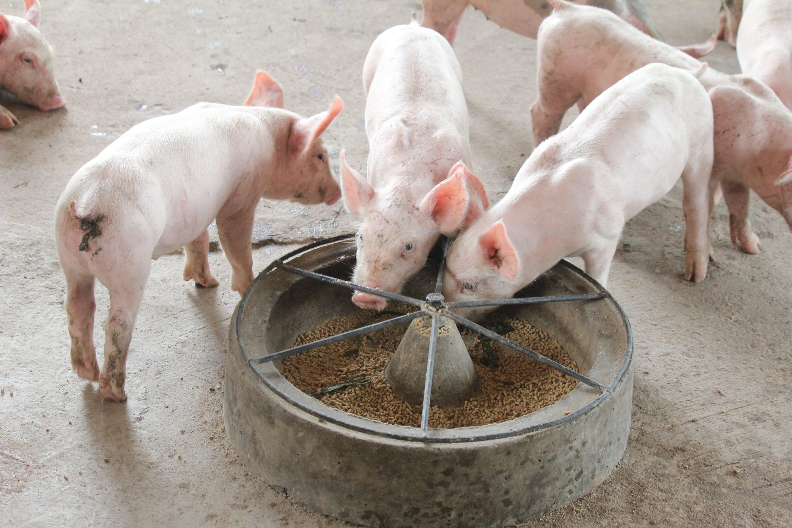 Weanex®: Feed Intake promoter for piglets