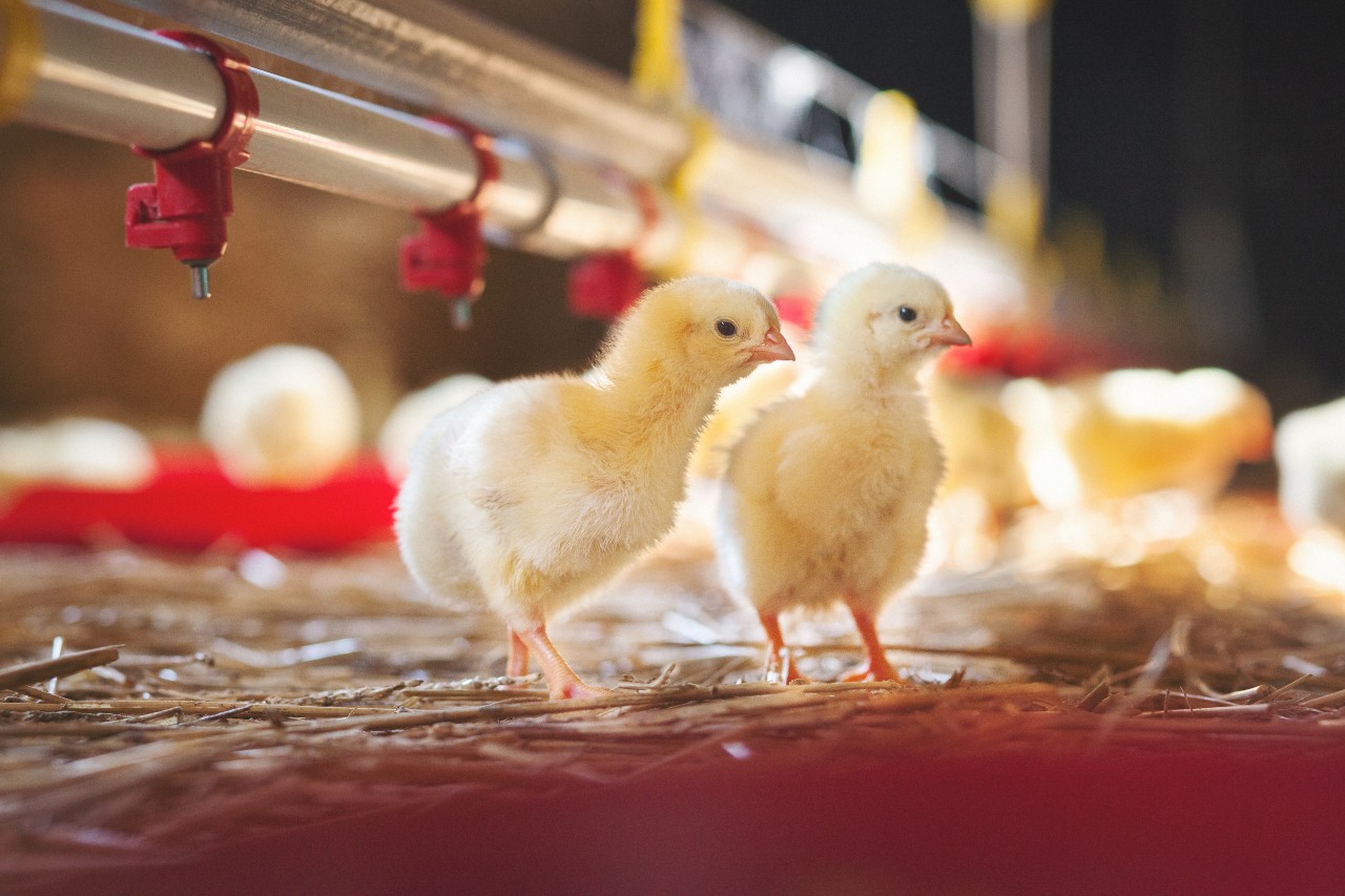 Bioflavonoïdes d’agrumes: vers une réduction de la mortalité chez le poulet de chair