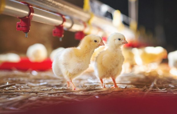 Bioflavonoides cítricos: reduciendo la mortalidad en pollos broiler