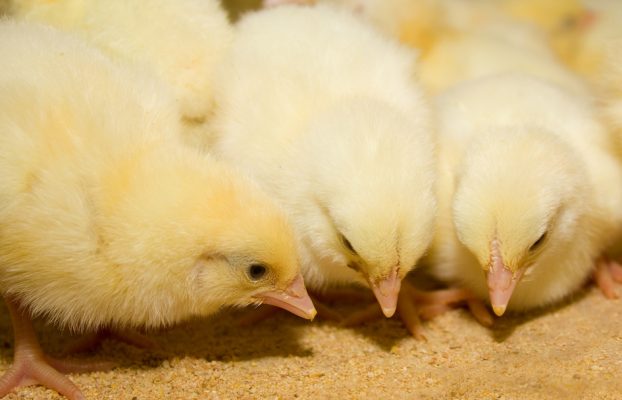 Supplémentation en L-Arginine: amélioration des paramètres de production chez les poulets de chair