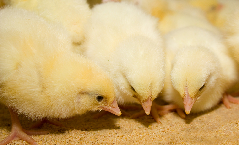 Dietary L-Arginine supplementation: improvement of production parameters in broiler chickens