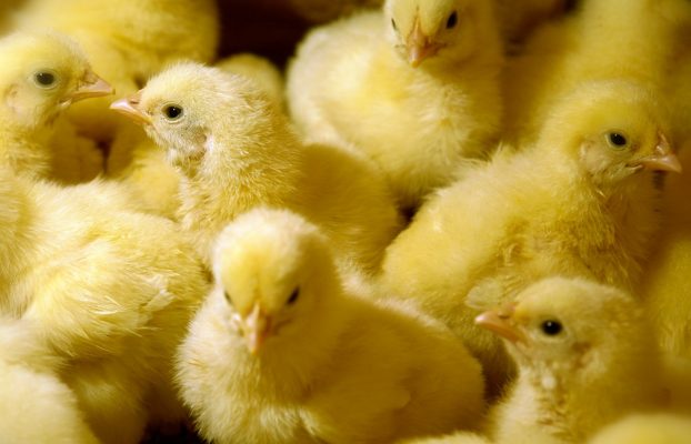 Histidina, ¿el próximo aminoácido esencial limitante en dietas para pollos broiler?