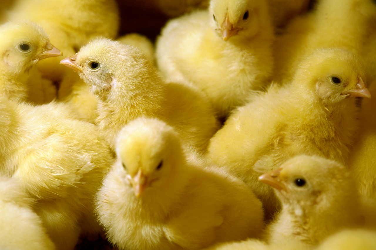L’histidine, le futur acide aminé essentiel limitant dans les régimes pour poulets de chair?