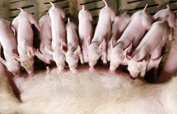 Actualizando las recomendaciones de arginina para cerdos: un paso importante para un rendimiento óptimo