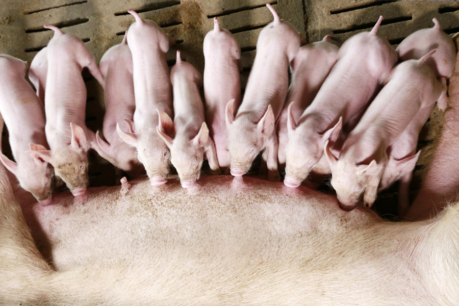 Updating arginine recommendations for pigs: an important step for optimal performance