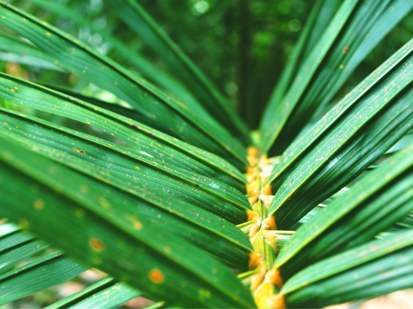 Esters d’acides gras: émollients et émulsifiants naturels utilisés en cosmétique